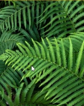 Polypodium leucotomos